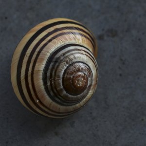 Schnecke...... Jürgenherborn